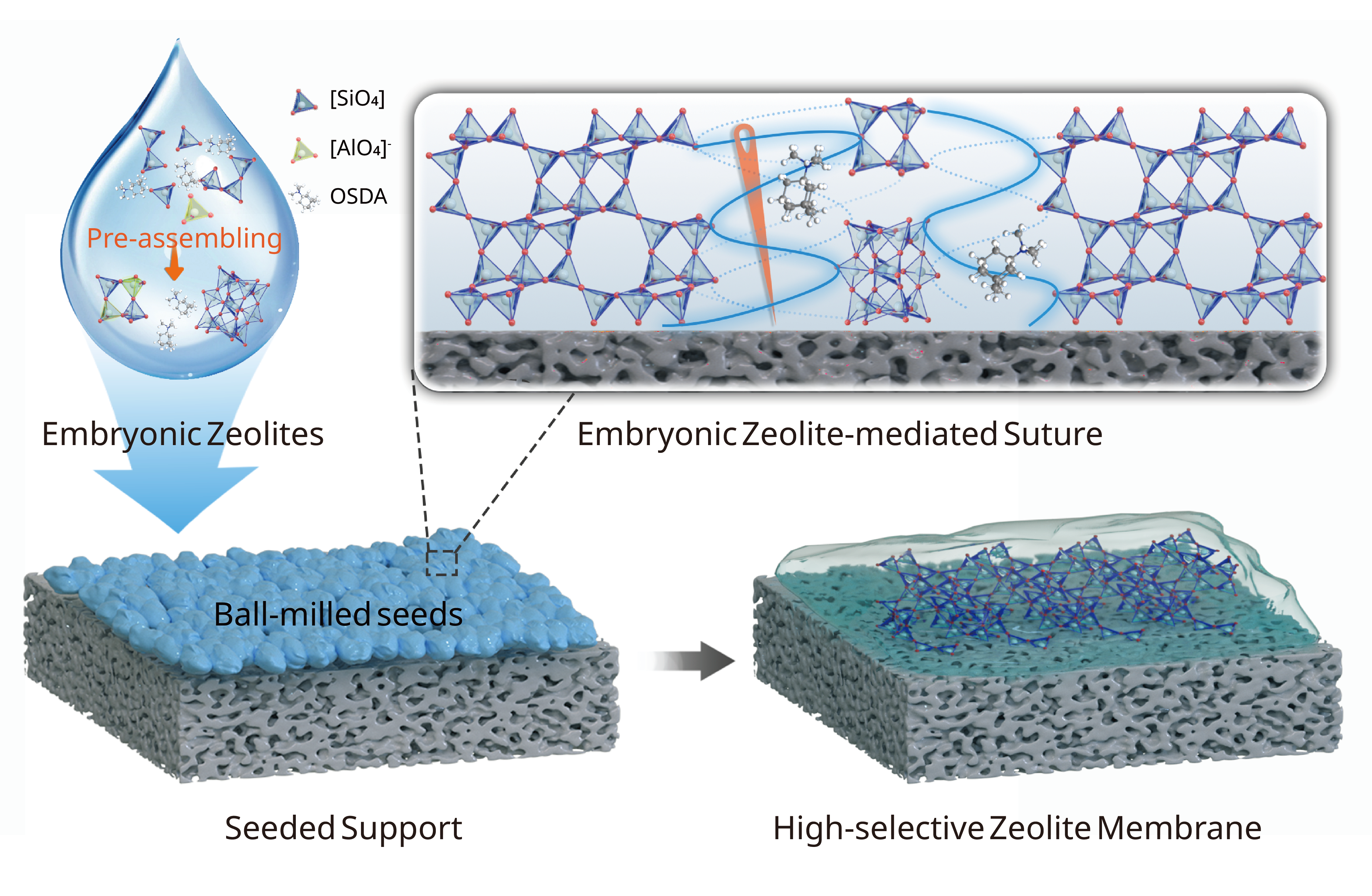 胚胎沸石介导缝合成膜策略示意图